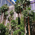 USA_Las-Vegas_2017-09-12103