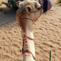 VAE_Dubai_desert-safari_2023-03-14_27