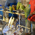 Katar-Doha_Night-City-Tour_Souq-Waqif_Katara_Pearl-Qatar_2024-11-30_108