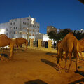 Katar-Doha_Night-City-Tour_Souq-Waqif_Katara_Pearl-Qatar_2024-11-30_94