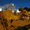 Katar-Doha_Night-City-Tour_Souq-Waqif_Katara_Pearl-Qatar_2024-11-30_95