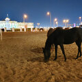 Katar-Doha_Night-City-Tour_Souq-Waqif_Katara_Pearl-Qatar_2024-11-30_98