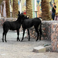 Aegypten_Ausflug-Luxor_2026-09-28_12