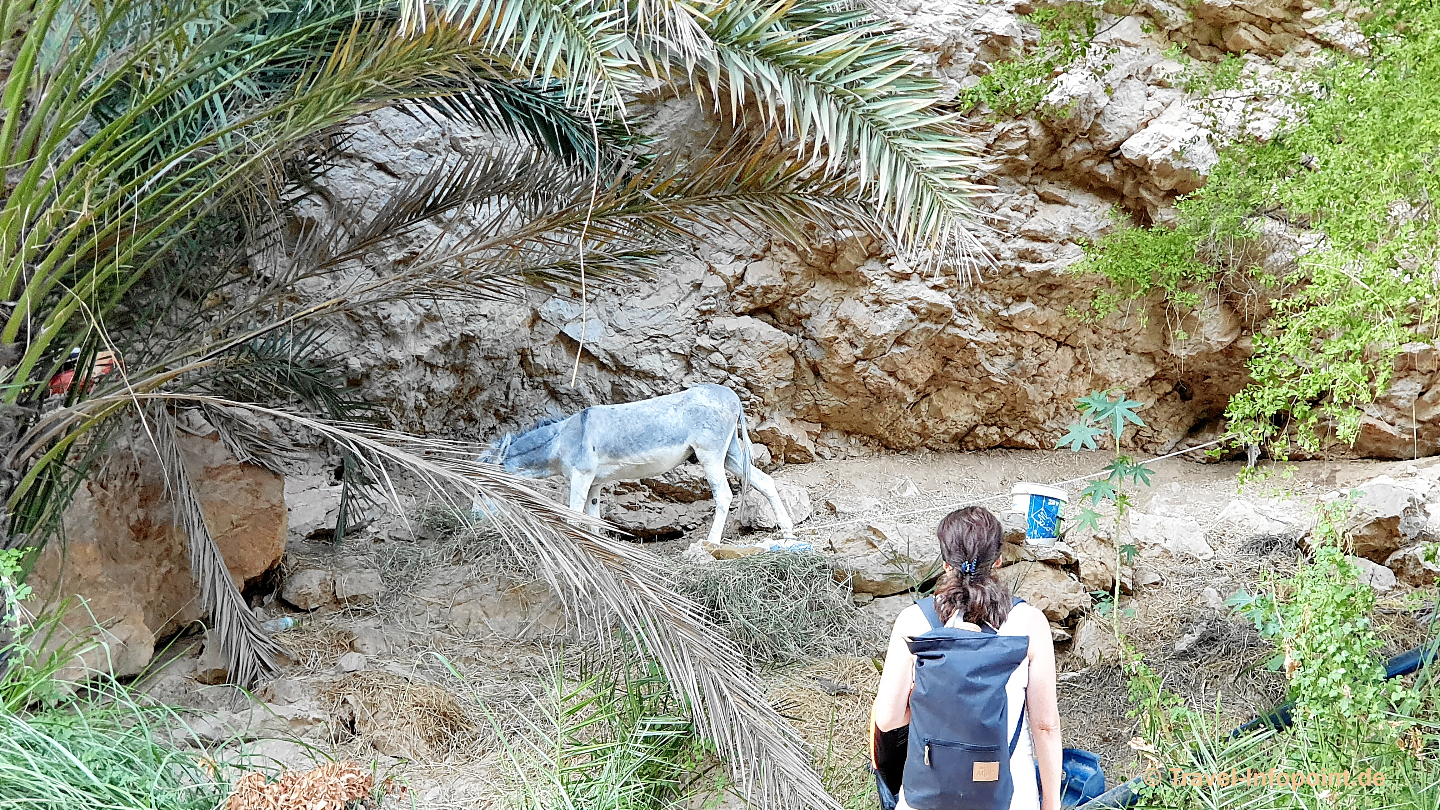 Oman / Muscat: Wadi Shab & Bimmah Sinkhole - Ausflug 28
