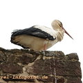 silves_storch