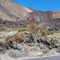 Klicken für mehr Infos: Tour zum Teide / Teneriffa