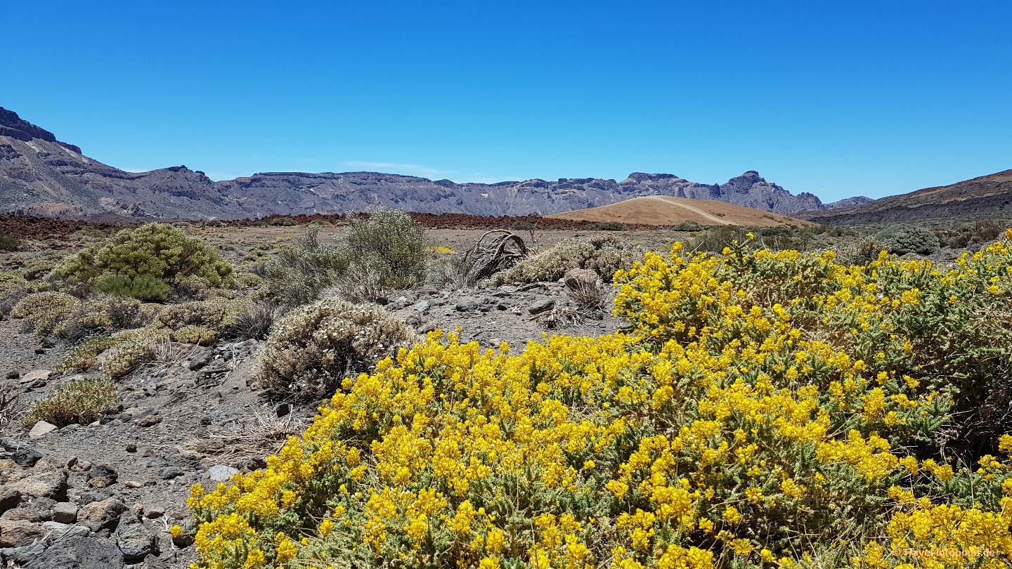 Tour zum Pico del Teide / Tenerife